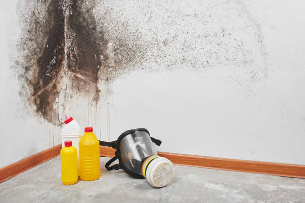 Best Black Mold Removal  in Pittston, PA