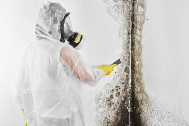 Best Fast Mold Removal  in Pittston, PA