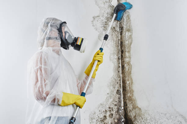 Best Commercial Mold Removal  in Pittston, PA