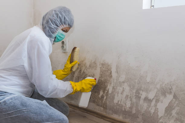 Best Crawl Space Mold Removal  in Pittston, PA