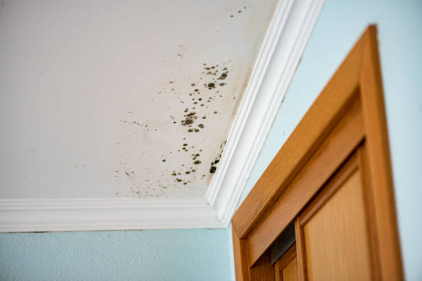 Best Certified Mold Removal  in Pittston, PA