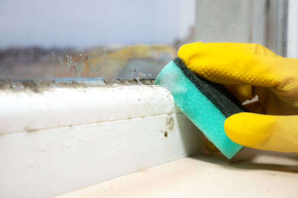 Best Affordable Mold Removal  in Pittston, PA