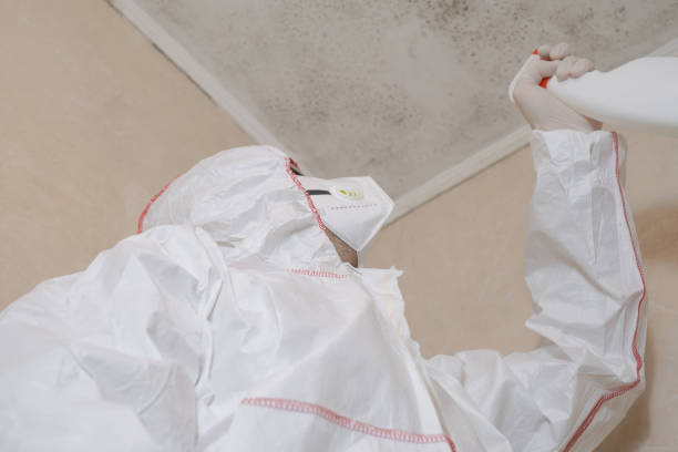 Best Affordable Mold Removal  in Pittston, PA