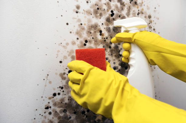 Best Mold Damage Repair  in Pittston, PA