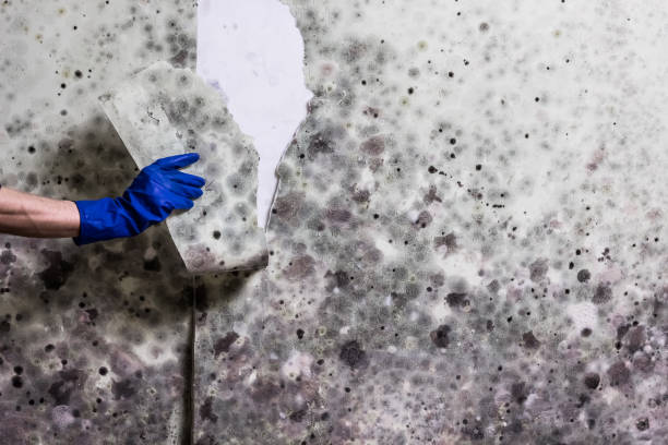 Certified Mold Removal in Pittston, PA