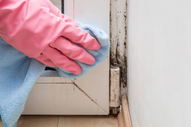 Best Black Mold Removal  in Pittston, PA